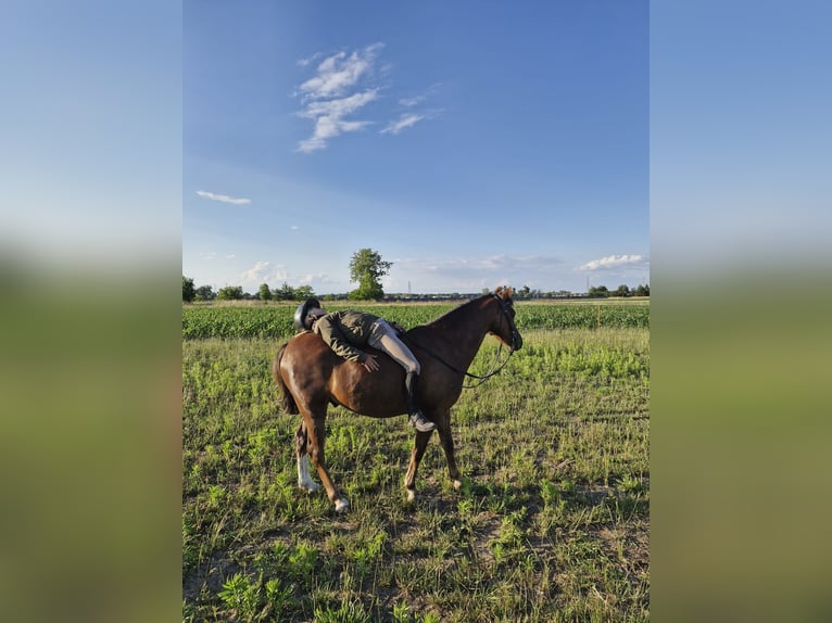 Galés B Caballo castrado 6 años 127 cm in Pakość