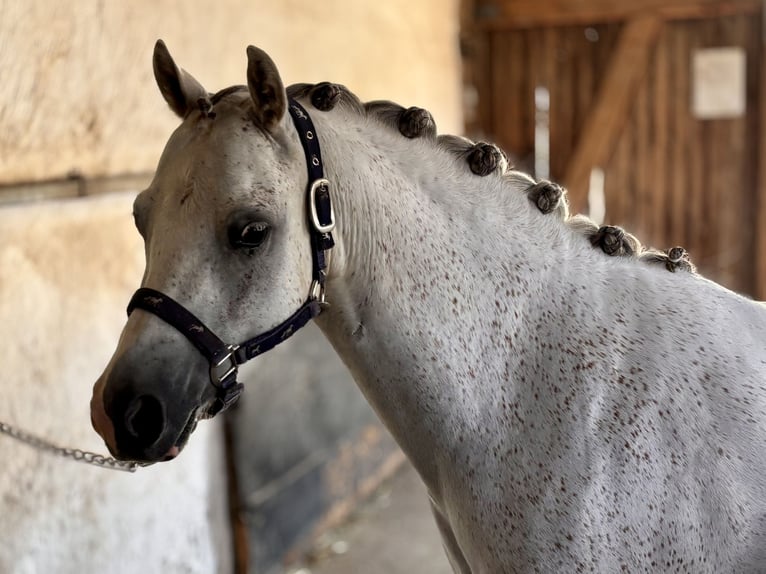 Galés B Caballo castrado 6 años 130 cm Tordo in Renningen