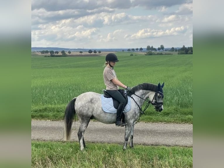 Galés B Caballo castrado 6 años 132 cm Tordo in Hüfingen