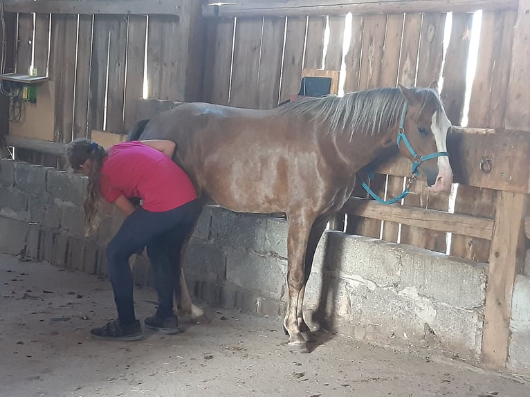 Galés B Caballo castrado 6 años 133 cm Alazán in Sulzfeld