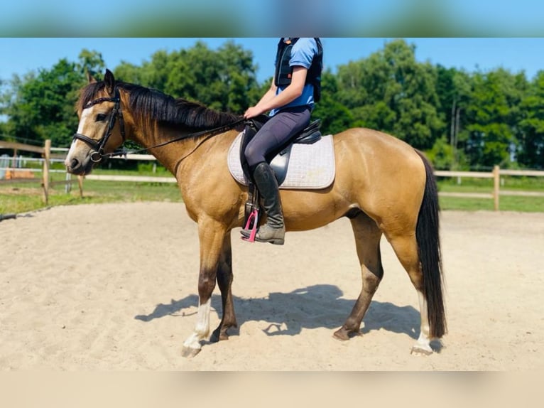 Galés B Mestizo Caballo castrado 6 años 135 cm Buckskin/Bayo in Deinstedt