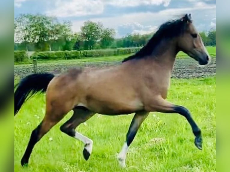 Galés B Mestizo Caballo castrado 6 años 135 cm Buckskin/Bayo in Deinstedt