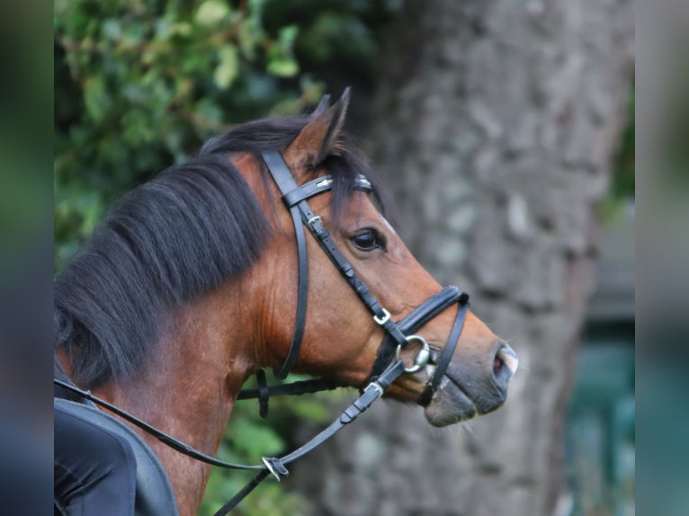 Galés B Caballo castrado 6 años 135 cm Castaño in Wildeshausen