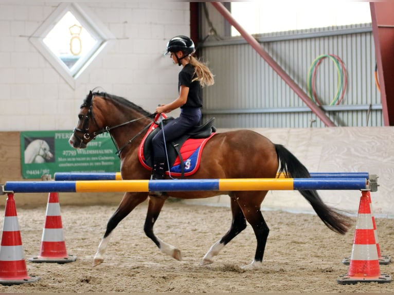 Galés B Caballo castrado 6 años 135 cm Castaño in Wildeshausen