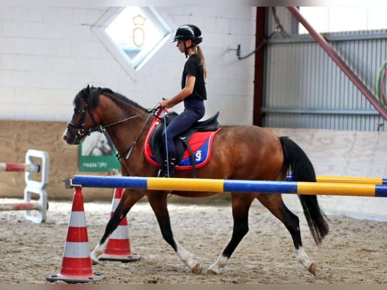 Galés B Caballo castrado 6 años 135 cm Castaño in Wildeshausen