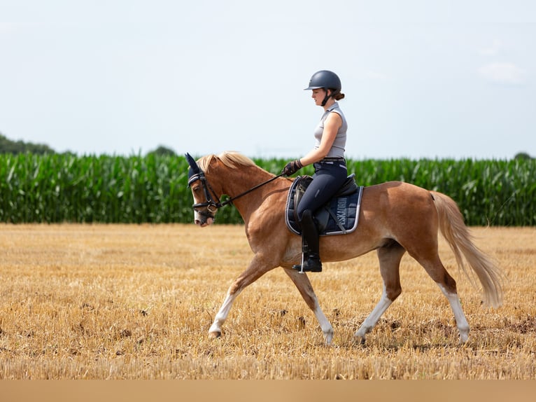 Galés B Caballo castrado 6 años 136 cm Alazán in Meerbusch