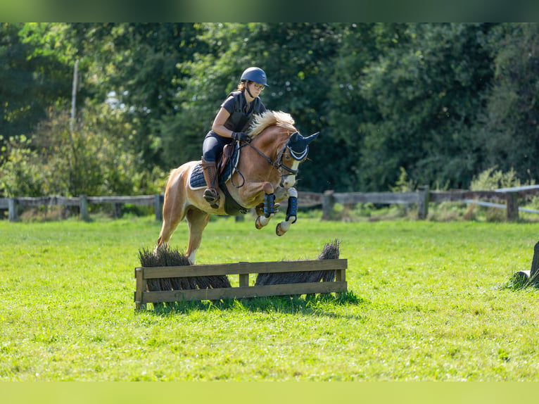 Galés B Caballo castrado 6 años 136 cm Alazán in Meerbusch