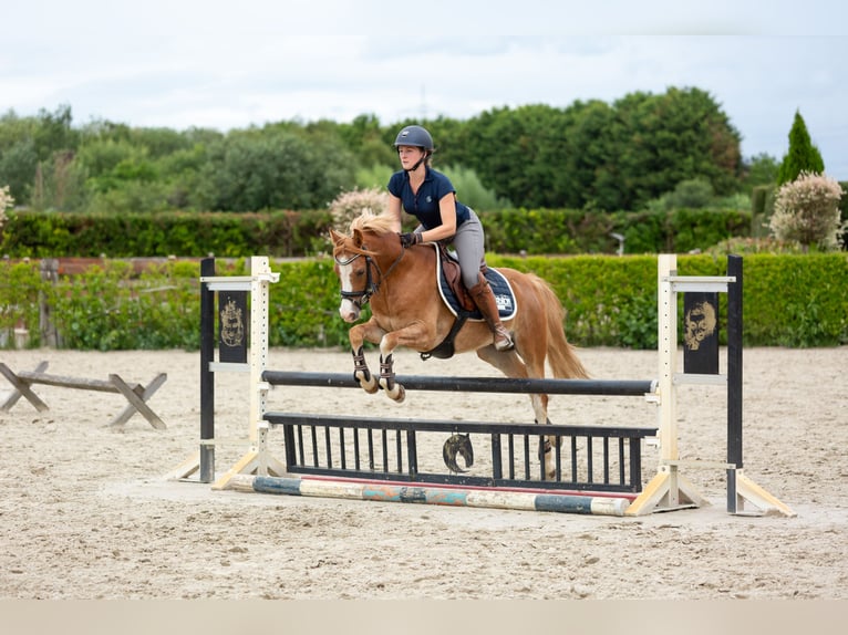 Galés B Caballo castrado 6 años 136 cm Alazán in Meerbusch