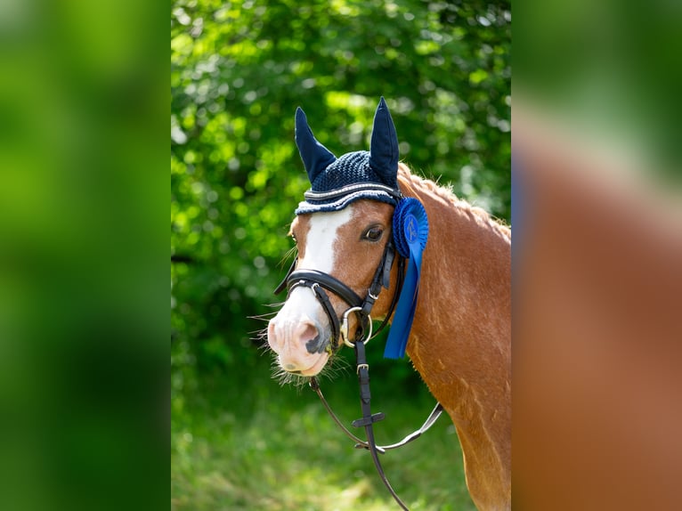 Galés B Caballo castrado 6 años 136 cm Alazán in Meerbusch