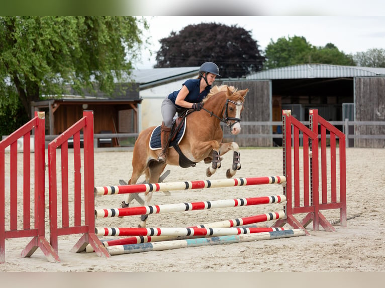 Galés B Caballo castrado 6 años 136 cm Alazán in Meerbusch