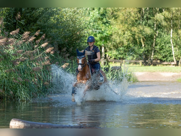 Galés B Caballo castrado 6 años 136 cm Alazán in Meerbusch