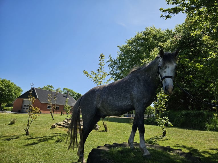 Galés B Caballo castrado 6 años 139 cm Tordo in Süderlügum