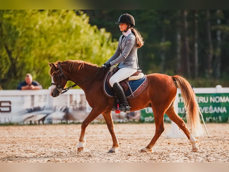 Galés B Caballo castrado 6 años Castaño rojizo in Cesis