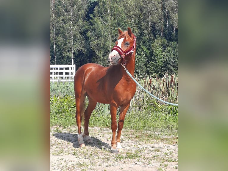 Galés B Caballo castrado 6 años Castaño rojizo in Cesis