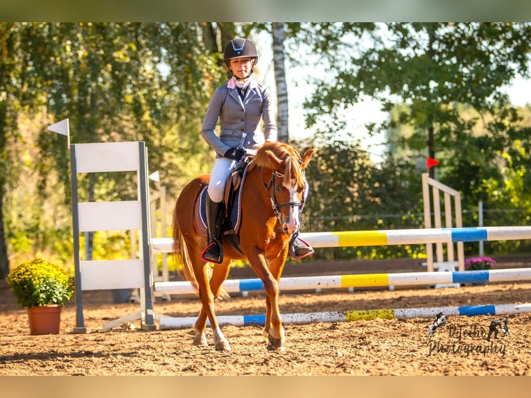 Galés B Caballo castrado 6 años Castaño rojizo in Cesis