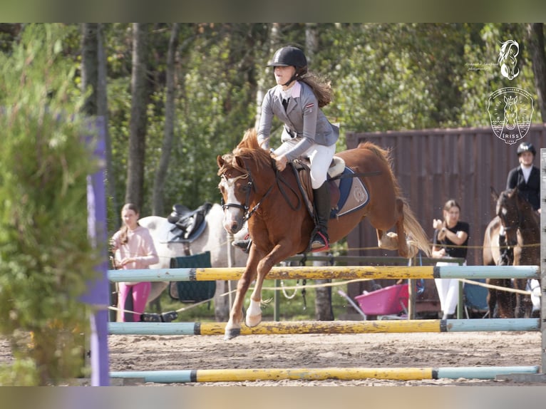 Galés B Caballo castrado 6 años Castaño rojizo in Cesis