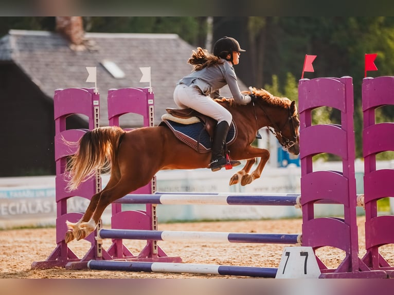 Galés B Caballo castrado 6 años Castaño rojizo in Cesis