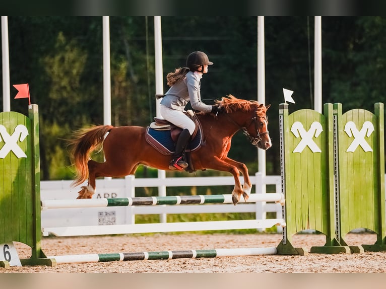 Galés B Caballo castrado 6 años Castaño rojizo in Cesis