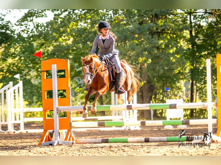 Galés B Caballo castrado 6 años Castaño rojizo in Cesis