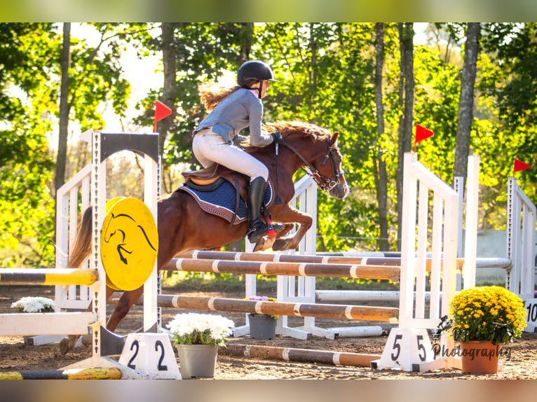 Galés B Caballo castrado 6 años Castaño rojizo in Cesis