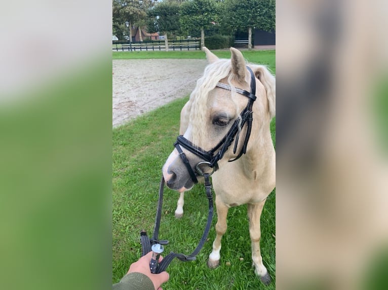 Galés B Caballo castrado 6 años Palomino in Metslawier