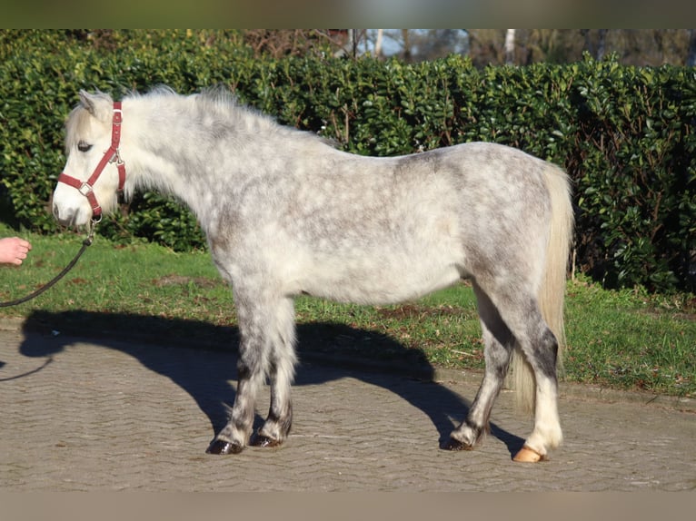 Galés B Caballo castrado 7 años 110 cm Tordo in Selsingen