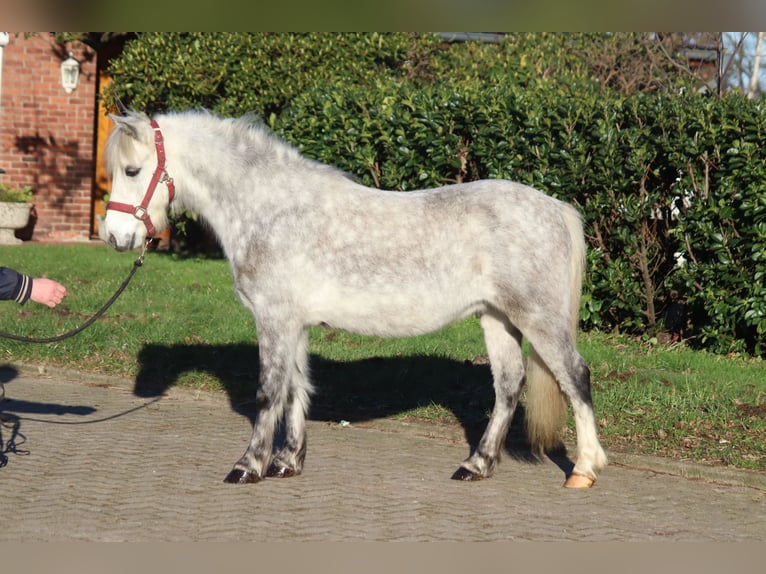 Galés B Caballo castrado 7 años 110 cm Tordo in Selsingen