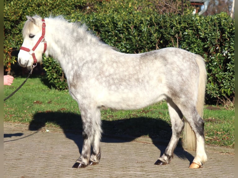 Galés B Caballo castrado 7 años 110 cm Tordo in Selsingen