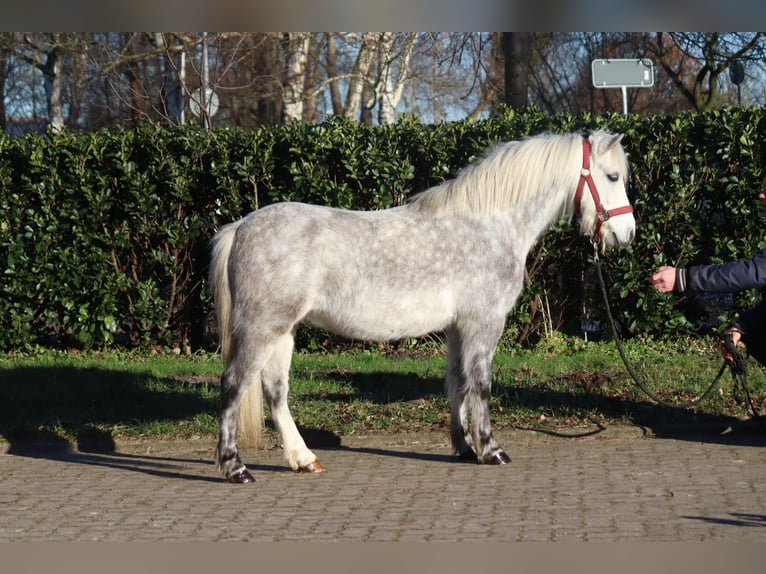 Galés B Caballo castrado 7 años 110 cm Tordo in Selsingen