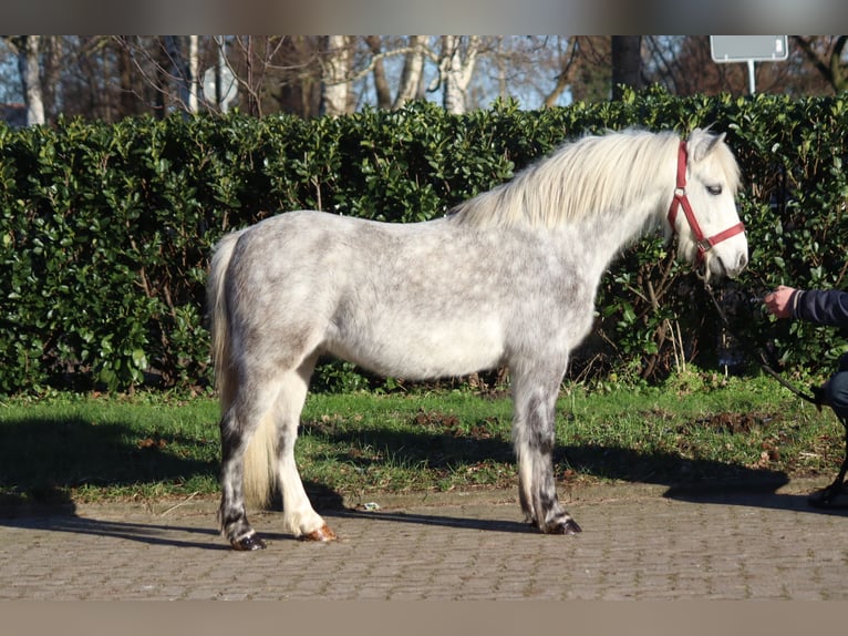 Galés B Caballo castrado 7 años 110 cm Tordo in Selsingen