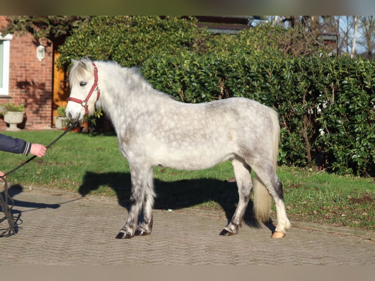 Galés B Caballo castrado 7 años 110 cm Tordo in Selsingen