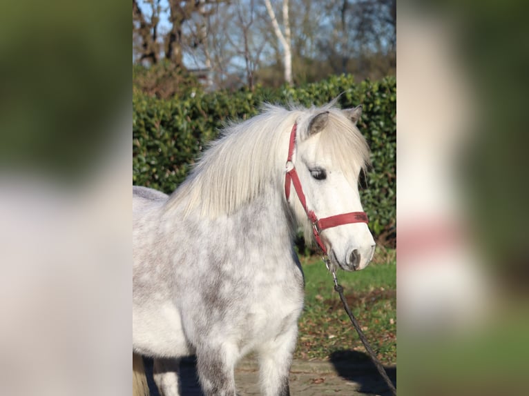 Galés B Caballo castrado 7 años 110 cm Tordo in Selsingen