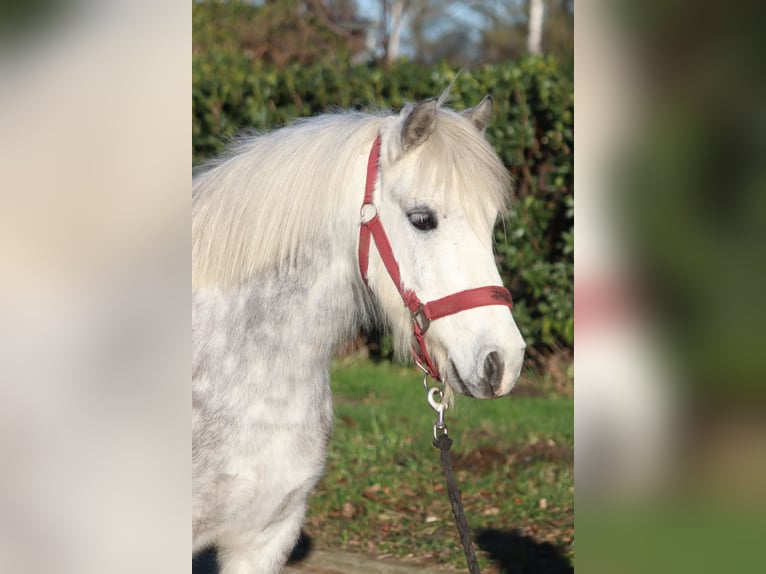 Galés B Caballo castrado 7 años 110 cm Tordo in Selsingen