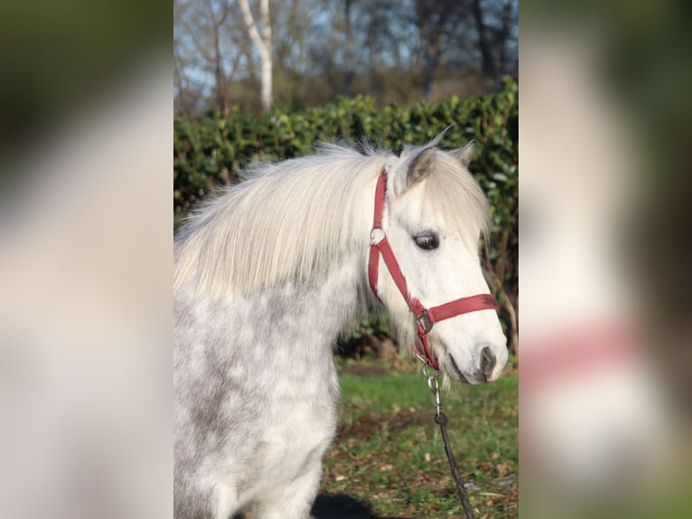 Galés B Caballo castrado 7 años 110 cm Tordo in Selsingen