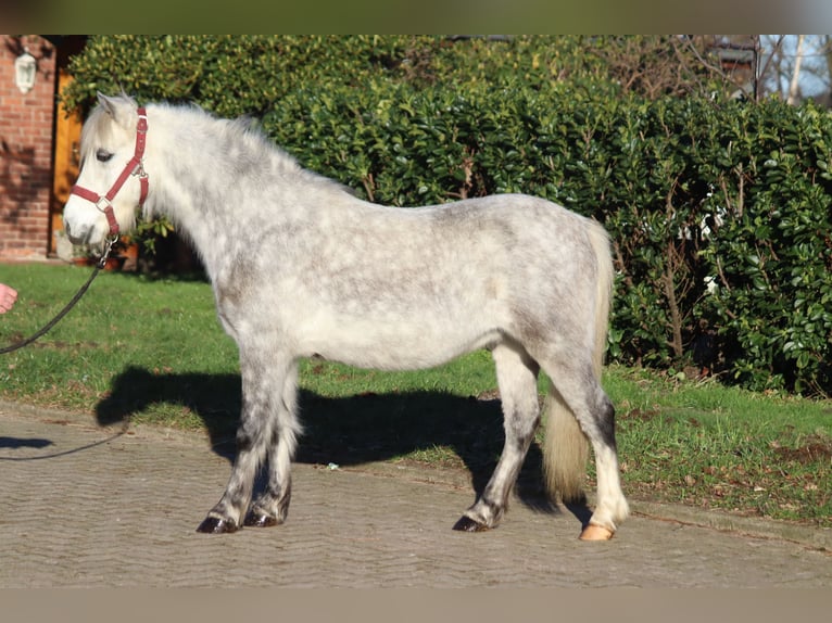 Galés B Caballo castrado 7 años 110 cm Tordo in Selsingen