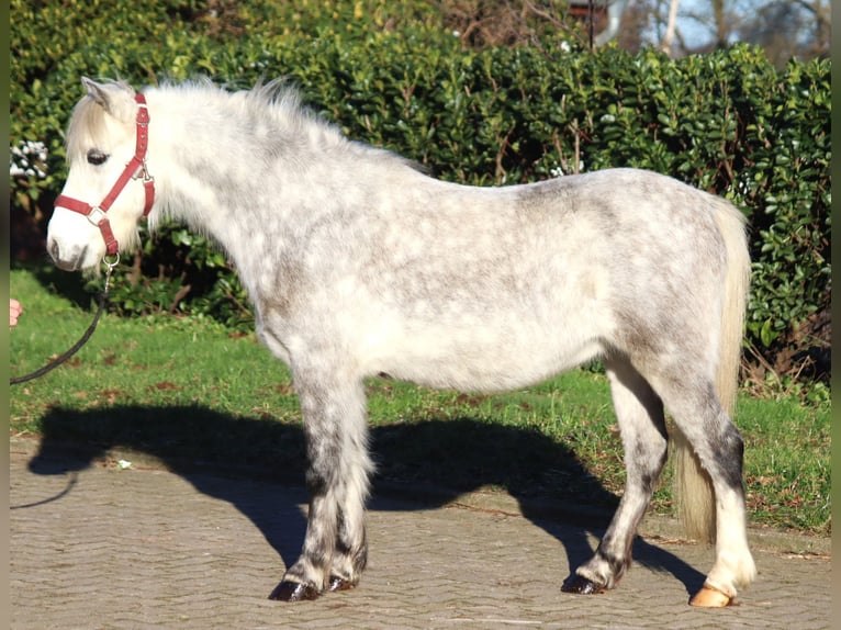 Galés B Caballo castrado 7 años 110 cm Tordo in Selsingen