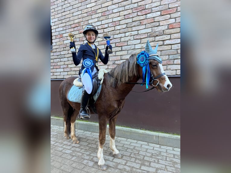 Galés B Caballo castrado 7 años 125 cm Alazán-tostado in Riga