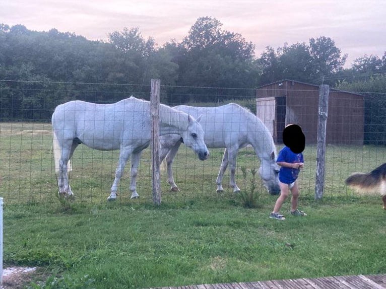 Galés B Caballo castrado 7 años 125 cm White/Blanco in continvoir