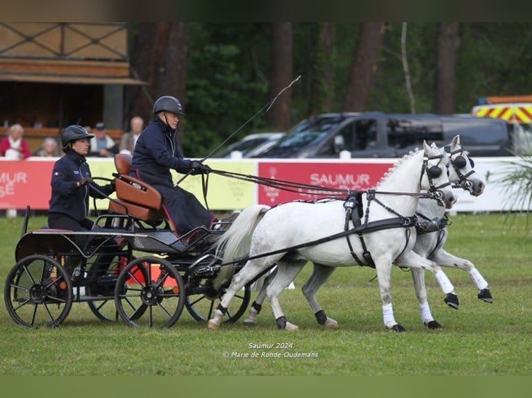 Galés B Caballo castrado 7 años 125 cm White/Blanco in continvoir