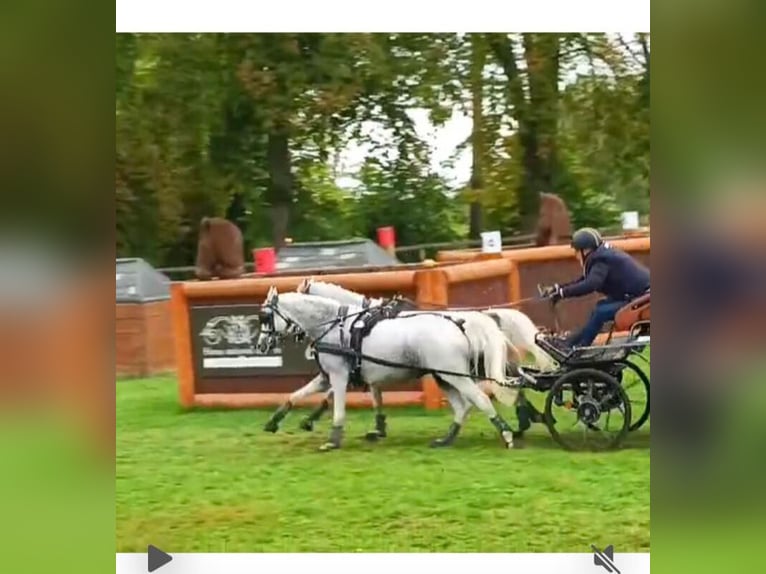 Galés B Caballo castrado 7 años 125 cm White/Blanco in continvoir