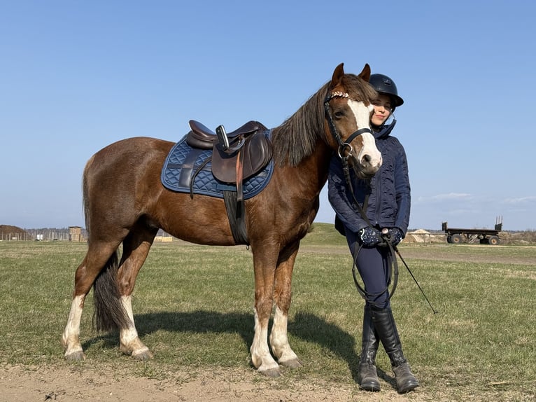 Galés B Caballo castrado 7 años 126 cm Alazán-tostado in Riga