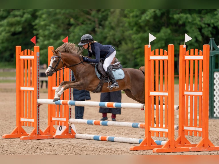 Galés B Caballo castrado 7 años 126 cm Alazán-tostado in Riga