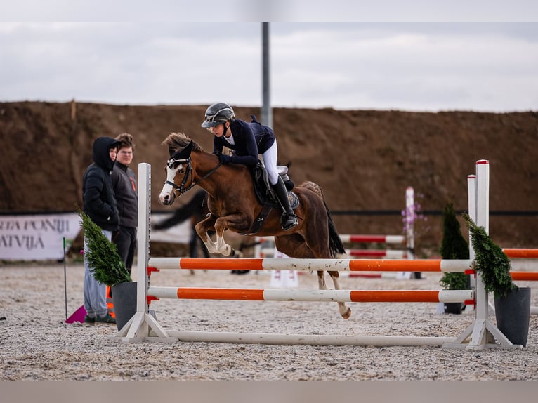 Galés B Caballo castrado 7 años 126 cm Alazán-tostado in Riga