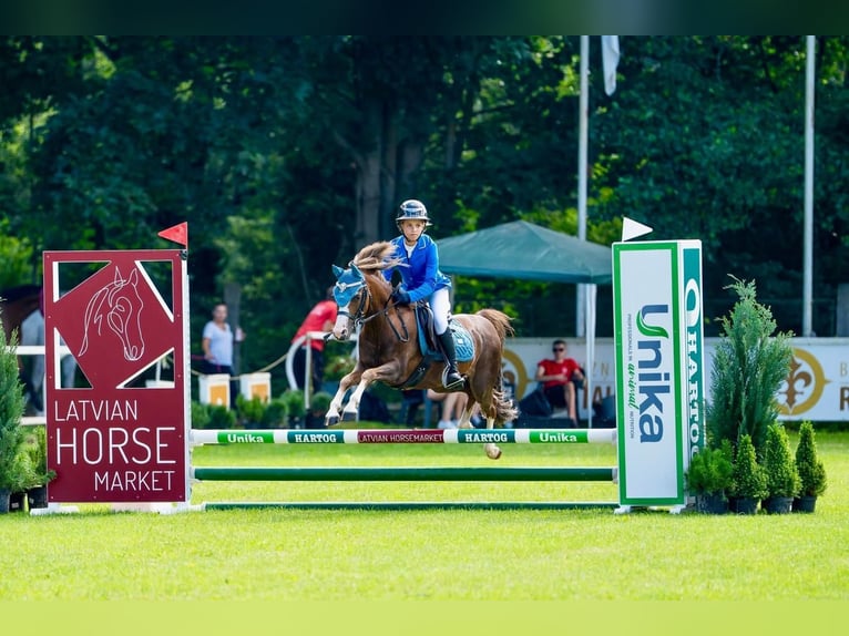 Galés B Caballo castrado 7 años 126 cm Alazán-tostado in Riga