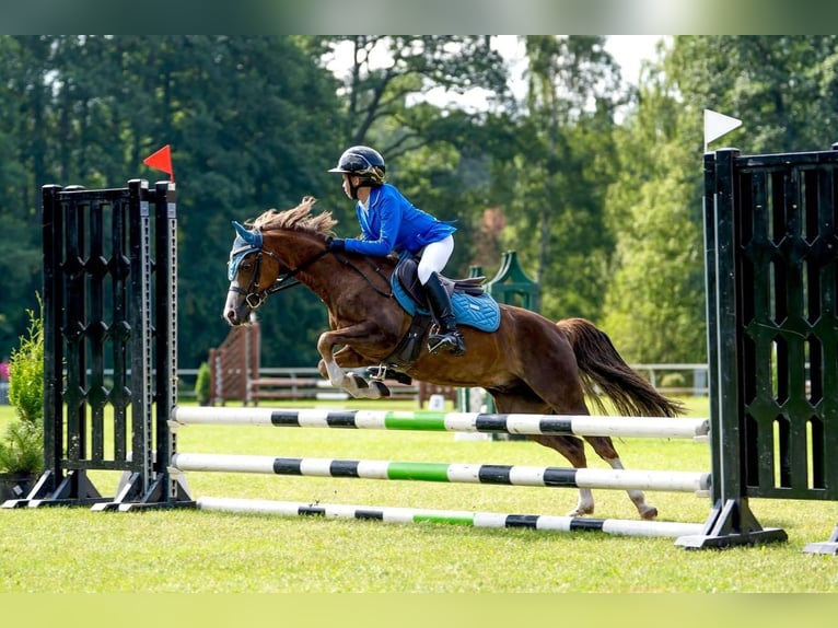 Galés B Caballo castrado 7 años 126 cm Alazán-tostado in Riga