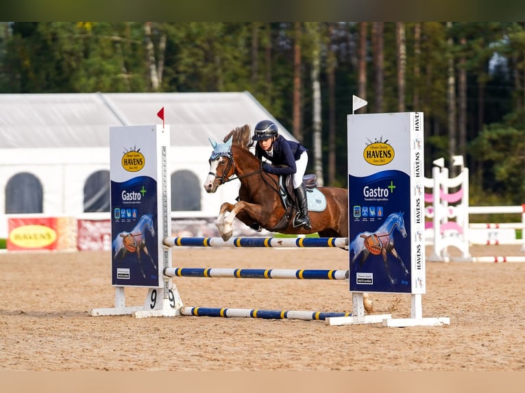 Galés B Caballo castrado 7 años 126 cm Alazán-tostado in Riga