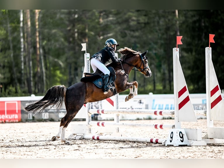 Galés B Caballo castrado 7 años 126 cm Alazán-tostado in Riga