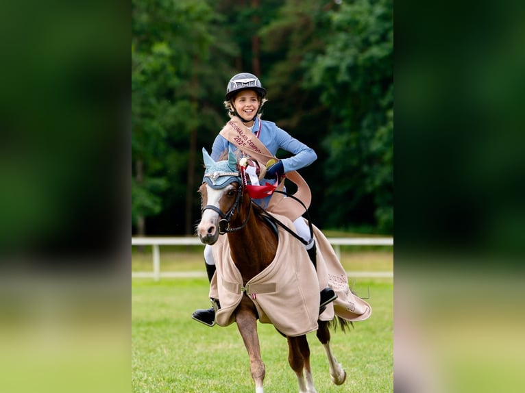 Galés B Caballo castrado 7 años 126 cm Alazán-tostado in Riga