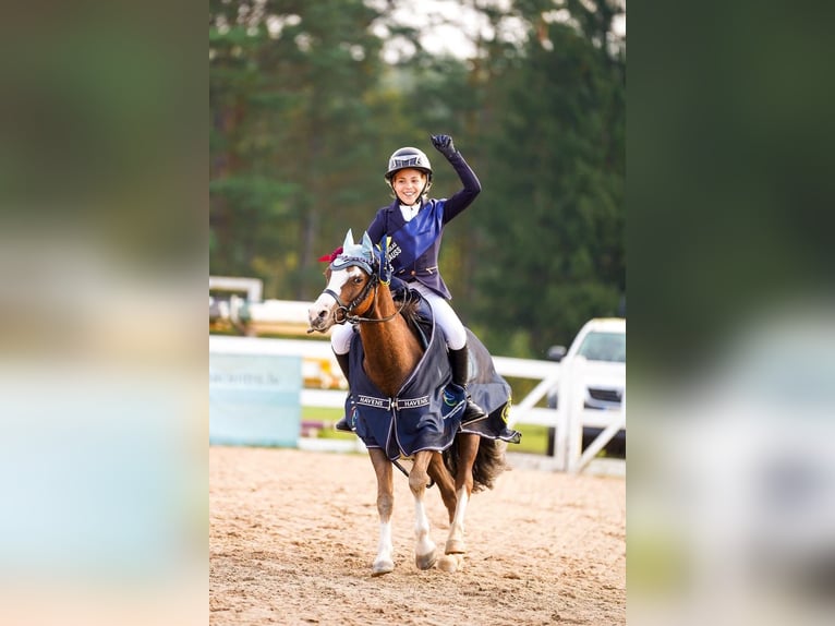 Galés B Caballo castrado 7 años 126 cm Alazán-tostado in Riga
