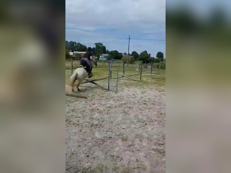 Galés B Caballo castrado 7 años 128 cm Tordo in Elvange